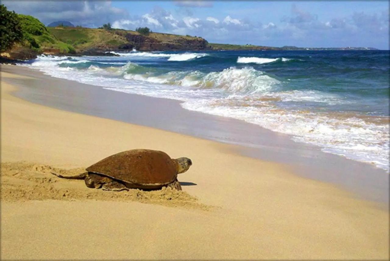 Kiahuna Paradise At Poipu Beach, Newly Remodeled Koloa Екстериор снимка